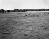 Cows Grazing