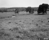 Grassy Hills