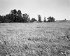 Grassy Field