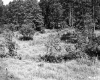 Grass and Trees