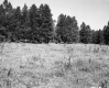 Grassy Field