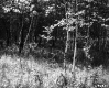 Thin Tree Trunks