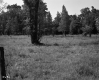 Field and Trees