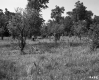 Grassy Field