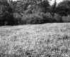 Grass and Forest