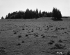 Grassy Meadow