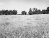 Grassy Field
