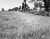 Field and Shrubs
