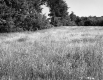 Grassy Field