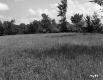 Grassy Field