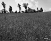 Grassy Field