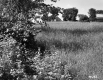Field Behind Houses