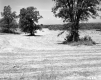 Trees in Field