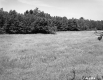 Field by Trees