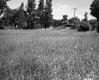 Grassy Field