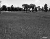 Grassy Field