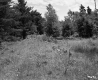 Trees and Meadow