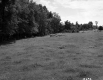 Field by Trees