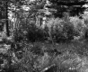 Forest with Small Trees