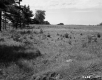 Grassy Field