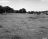 Dog in Field