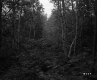 Shady Forest