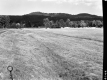 Tall Grass