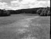 Grassy Field