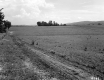 Tire Tracks in Field