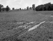 Tire Tracks in Field
