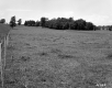 Grassy Field