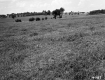 Grassy Field