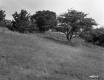 Trees on a Hill