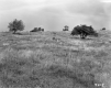 Trees on a Hill