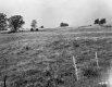 Trees on a Hill