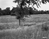 Tree in Pasture