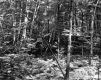 Forest View