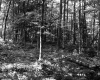 Forest View