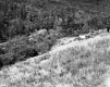 Hills and Forest
