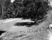 Tree in Pasture