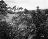 Farmstead through Trees