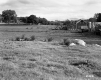 Dairy Farm