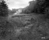 Smoke in Forest Clearing