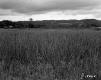 Grassy Meadow and Hills