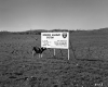 Cow Inspects I-91 Construction Sign