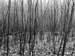 View through Forest