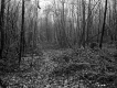 View through Forest