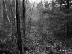 View through Forest