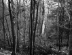 View through Forest