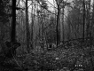 View through Forest